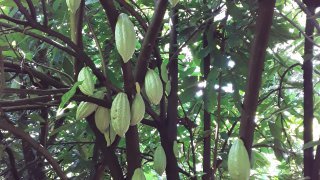 cacao de mombacho - circuit au nicaragua