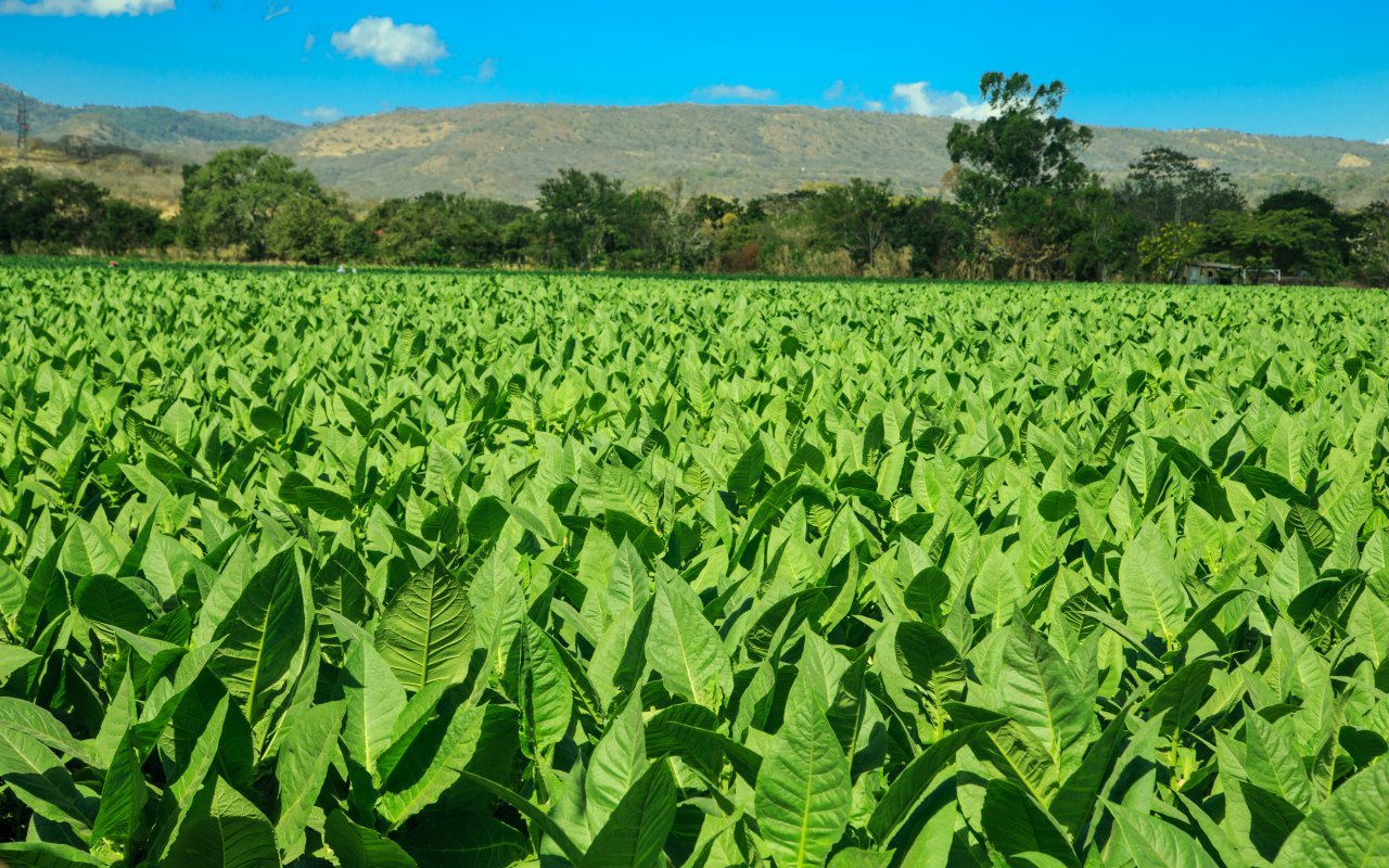 plantation de tabac, Esteli, Nicaragua