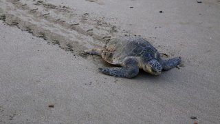 tortue sur la plage au Nicaragua
