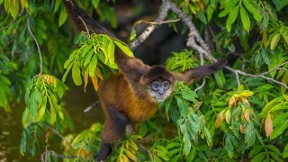Singe hurleur du Nicaragua - Faune et Flore du Nicaragua