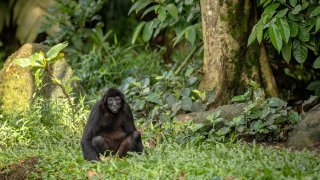 singe araignée à tête noire, Nicaragua