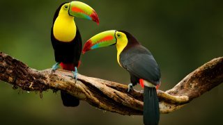 Toucans au Nicaragua