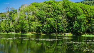 forêt noire de Matagalpa, Nicaragua