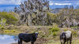 Réserve naturelle Miraflor Esteli Nicaragua