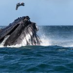baleine San Juan del Sur Nicaragua