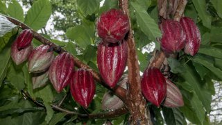 cacao nicaragua