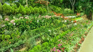 Catarina - Pepinière - Nicaragua