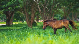  Costa Rica - Arenal - cheval 