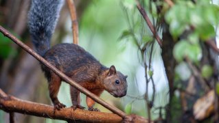 écureuil à Esteli, matagalpa, NIcaragua