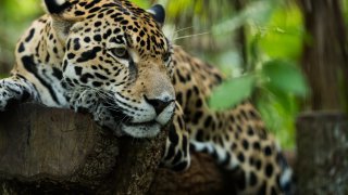 Jaguar, Nicaragua