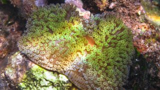 anémone fond marin Corn Island - vacances au nicaragua