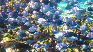 Avis voyageur D. SOMMIER