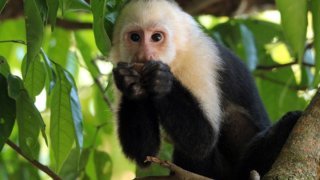 Costa Rica - Manuel Antonio - singe