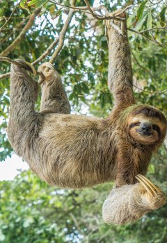  paresseux - voyage nicaragua famille 