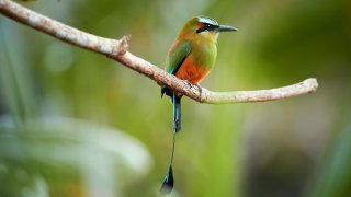 Guadarabanco, Nicaragua