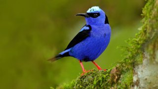 oiseau bleu Nicaragua