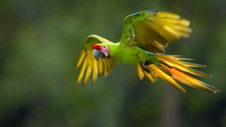 perroquet coloré au Nicaragua
