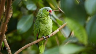 perroquet, Nicaragua