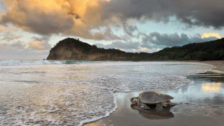 Avis voyageur Mpakasa Nseka