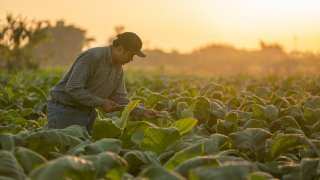 Feuille de tabac - cigares - Nicaragua