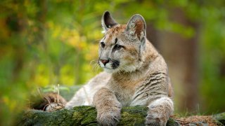 puma - circuit au nicaragua