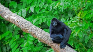 singe araignée, Nicaragua