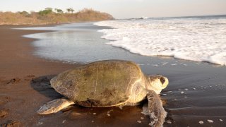 tortue marine nicaragua