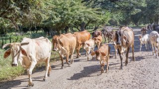 vaches à Juigalpa, Nicaragua