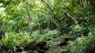 forêt archipel Zapatera, Nicaragua