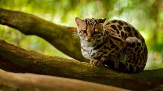 ocelot île Zapatera / zone Lac Nicaragua
